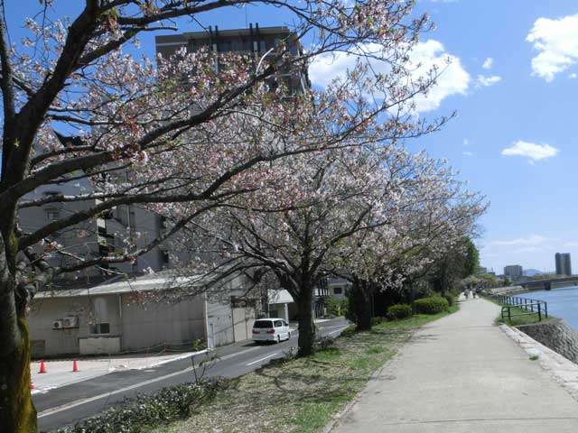 旧太田川の桜並木の写真