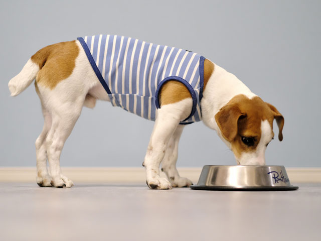 うまかとモグワン違いは何？選び方がわかる7つの比較ポイントを解説！