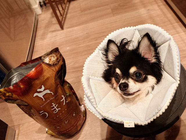 うまかドッグフードは、どこで売ってるの？通販・店舗・価格を徹底比較！