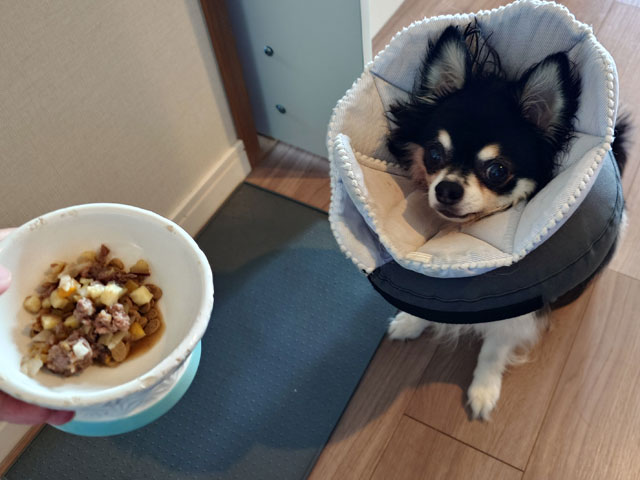 犬用トッピングフードを市販で選ぶなら？無添加で安心のおすすめ商品5選！【実際に試してみた】