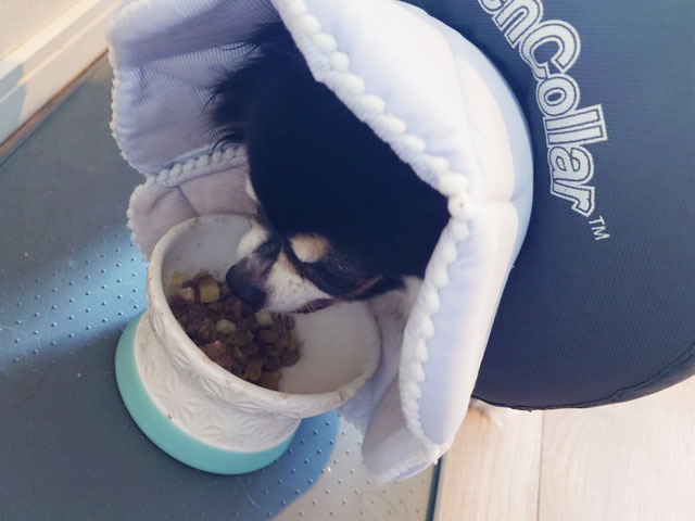 犬用トッピングフードを市販で選ぶなら？無添加で安心のおすすめ商品5選！【実際に試してみた】