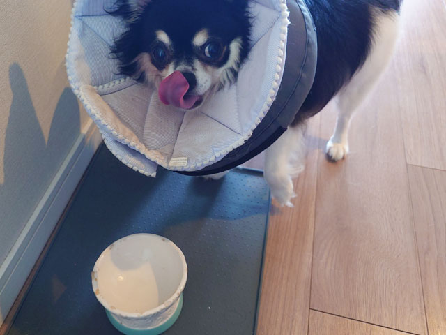 犬用トッピングフードを市販で選ぶなら？無添加で安心のおすすめ商品5選！【実際に試してみた】