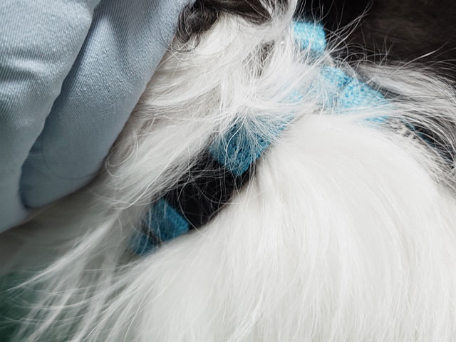 ペルロスハーネス口コミレビュー！抜けないのか実際に使ってみた使用感もご紹介！