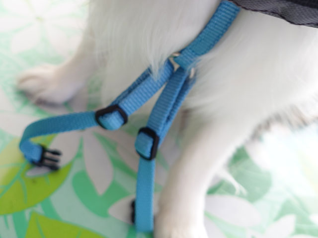 ペルロスハーネス口コミレビュー！抜けないのか実際に使ってみた使用感もご紹介！